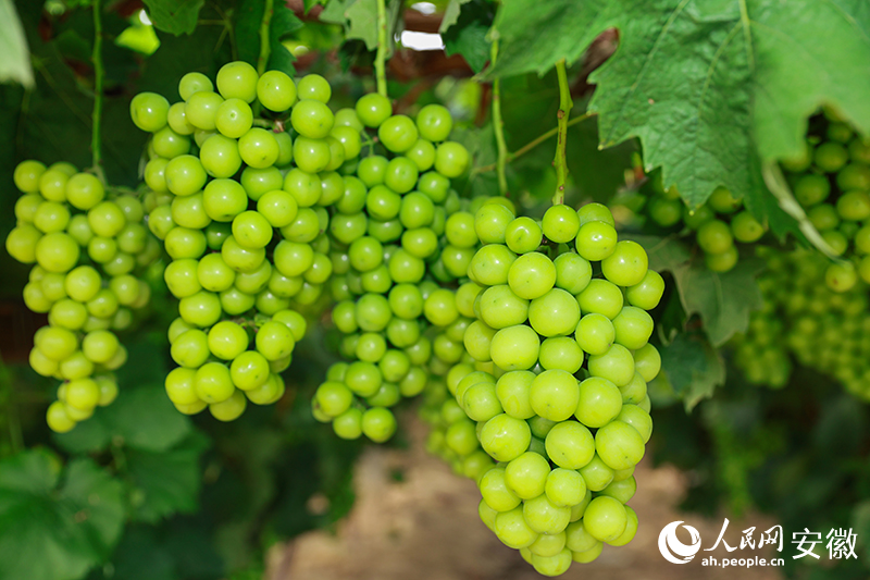 老童的葡萄園里，正待采摘的葡萄掛滿枝頭。人民網(wǎng)記者 張俊攝