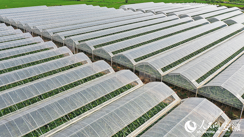 老童家的葡萄園聯(lián)動(dòng)大棚。人民網(wǎng)記者 張俊攝