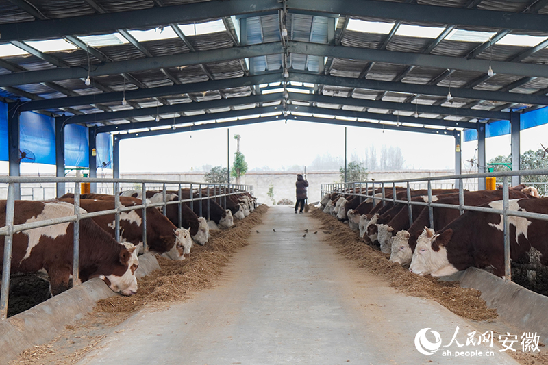 中原牧場第六養(yǎng)殖小區(qū)。人民網(wǎng)記者 陳若天攝