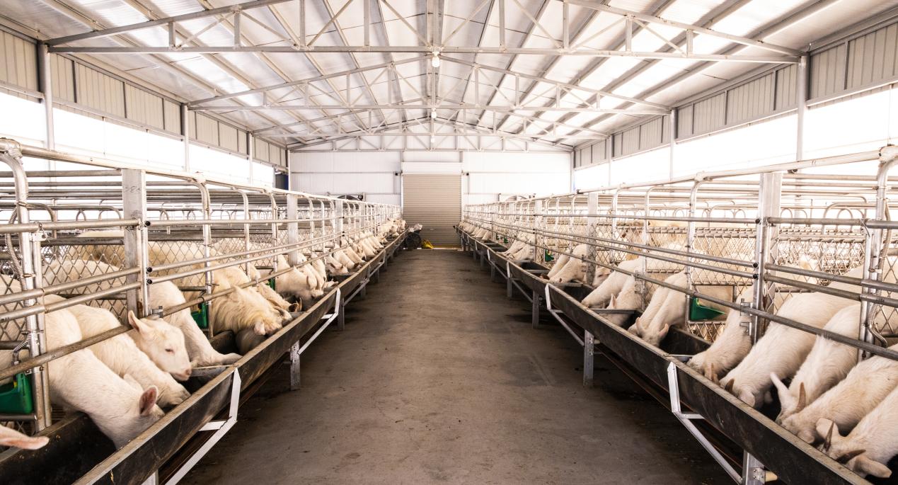 養(yǎng)羊基地。濉溪縣委宣傳部供圖