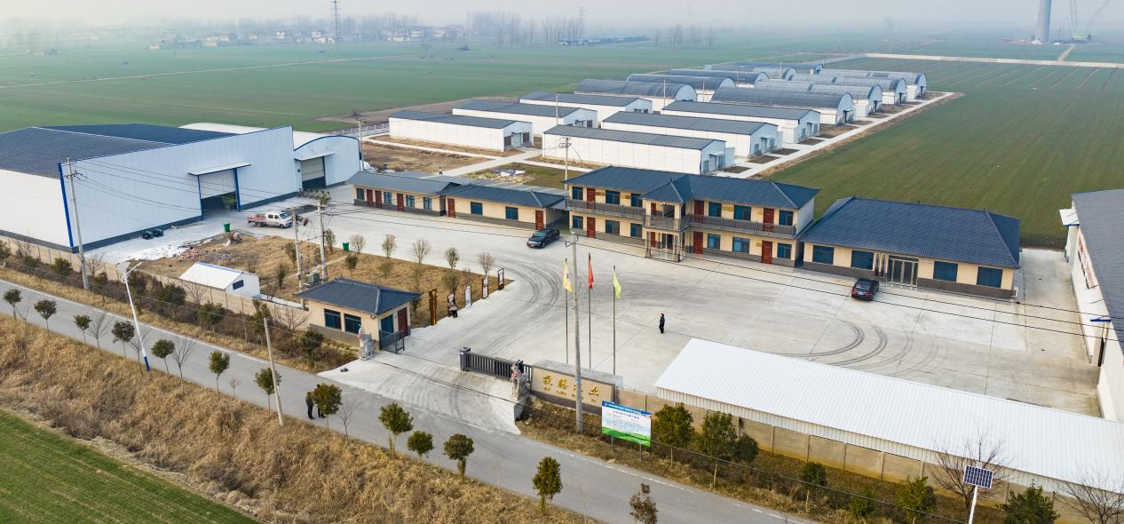 養(yǎng)羊基地。濉溪縣委宣傳部供圖