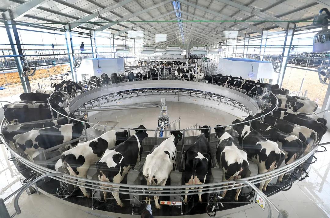 一頭頭在擠奶大廳進(jìn)行自動(dòng)化擠奶。 受訪者供圖