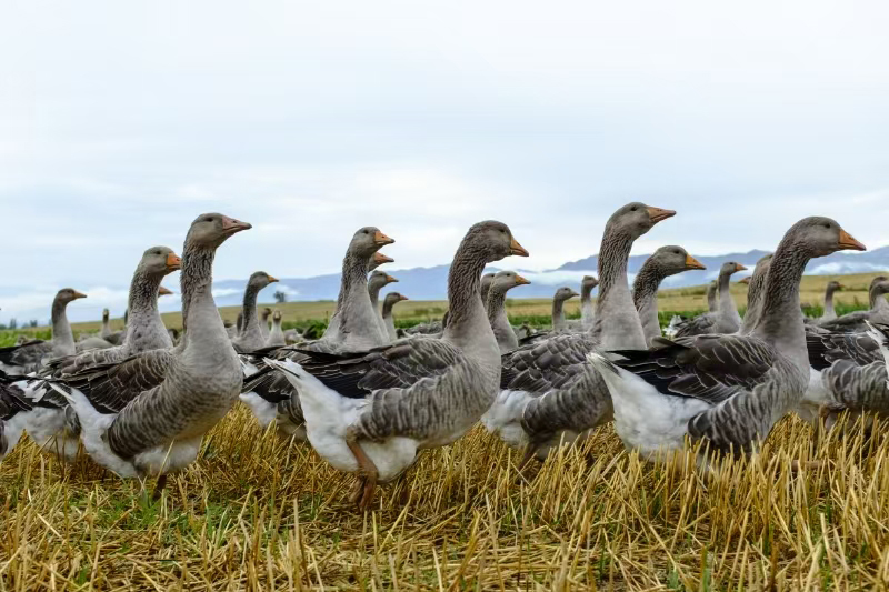 朗德鵝。霍邱縣農(nóng)業(yè)農(nóng)村局 供圖.jpg