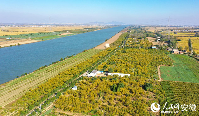 俯瞰懷遠石榴百里畫廊。人民網記者 張俊攝