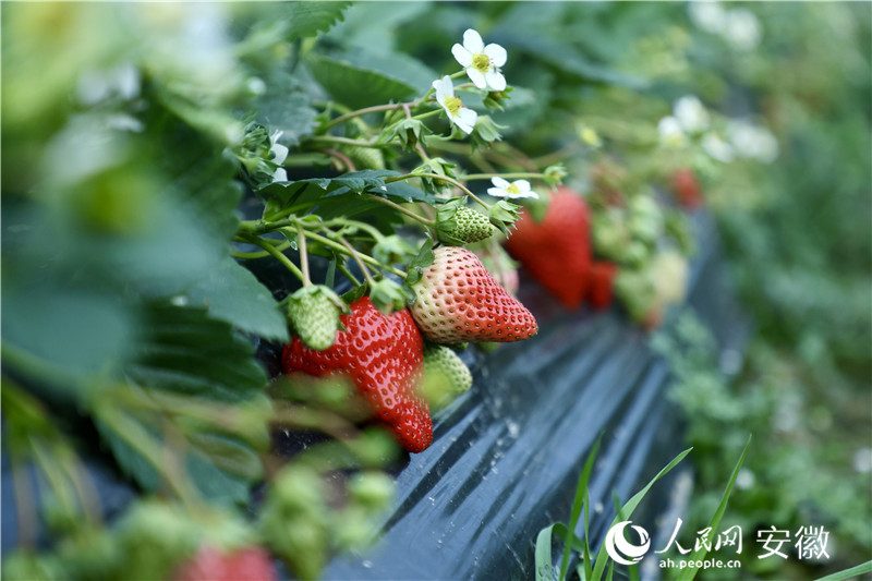 鮮紅的草莓“探”出腦袋，煞是喜人。人民網(wǎng)記者 陶濤攝