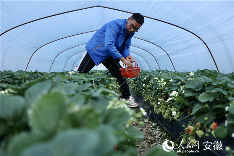 江成林和他的草莓大棚。人民網(wǎng)記者 陶濤攝