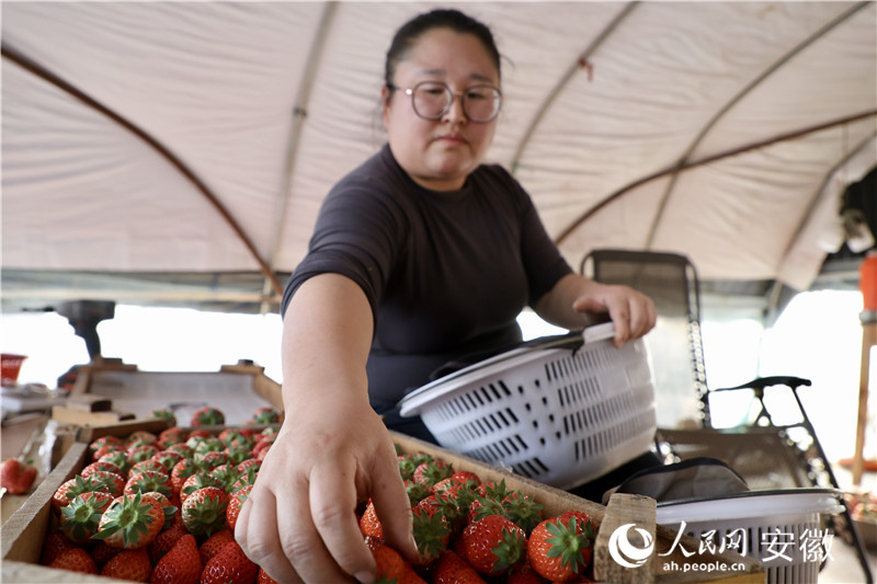 老江妻子為新鮮摘上來(lái)的草莓分級(jí)。人民網(wǎng)記者 汪瑞華攝