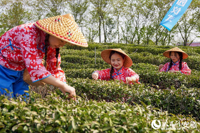 在六安市裕安區(qū)六安瓜片茶園，采茶姑娘正在采摘鮮葉。人民網(wǎng)記者 陳若天攝